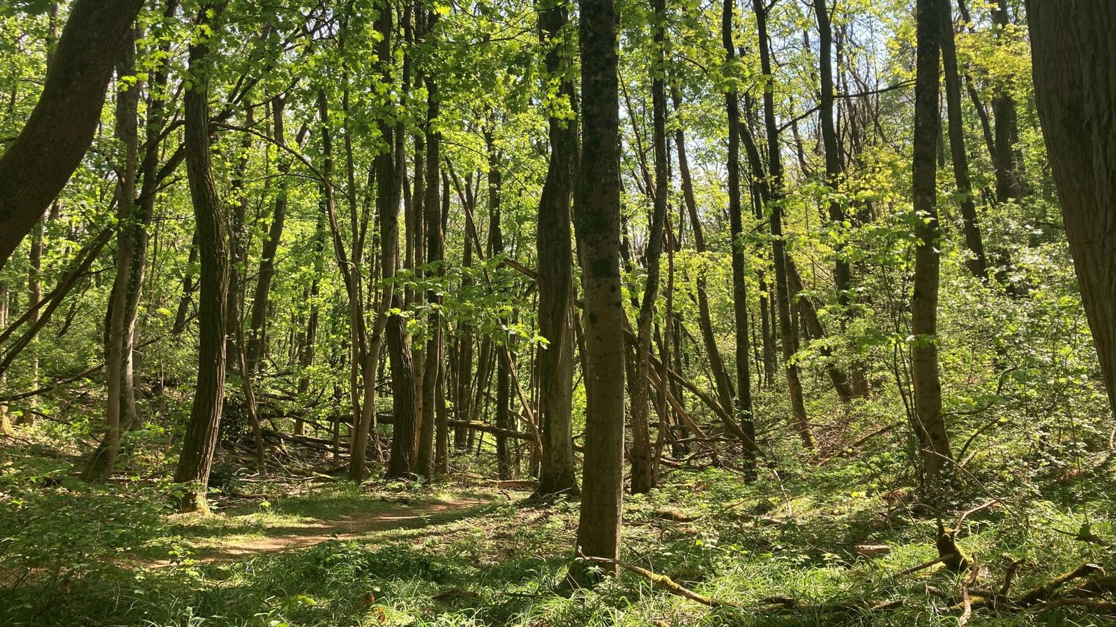 Woods in April 2021, Lyon, France